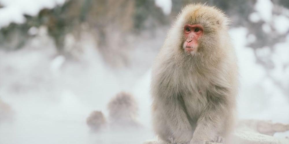 Japanese macaques sitting in a hot spring