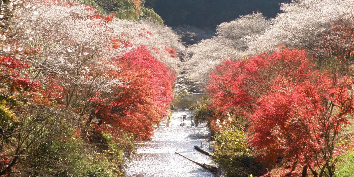 多彩的日本中部红叶5选 Centrip Japan