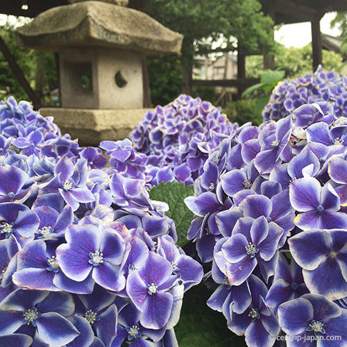 18年中部地区6月活动指南 绣球花季 浴衣祭典别错过 Centrip Japan