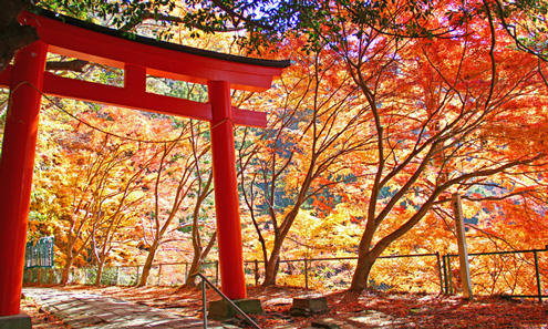 Top 7 Spots For Gingko And Momiji Japanese Maple Autumn Leaves Recommended By Locals In The Chubu Region Centrip Japan