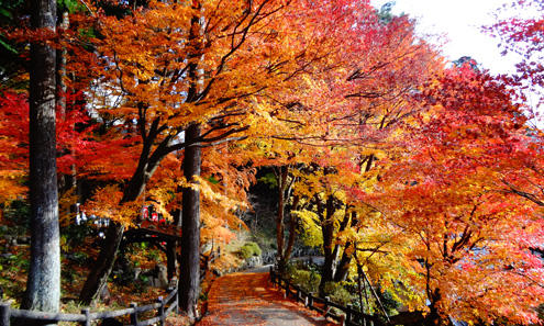 Top 7 Spots For Gingko And Momiji Japanese Maple Autumn Leaves Recommended By Locals In The Chubu Region Centrip Japan