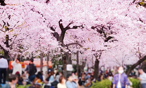 22日本中部賞櫻 日本人最想推薦你的7大景點 Centrip Japan