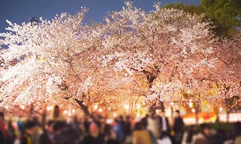 22日本中部賞櫻 日本人最想推薦你的7大景點 Centrip Japan