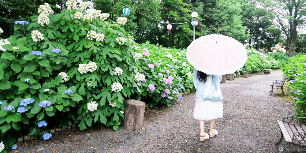 An Invitation From The Hydrangeas In June Centrip Japan