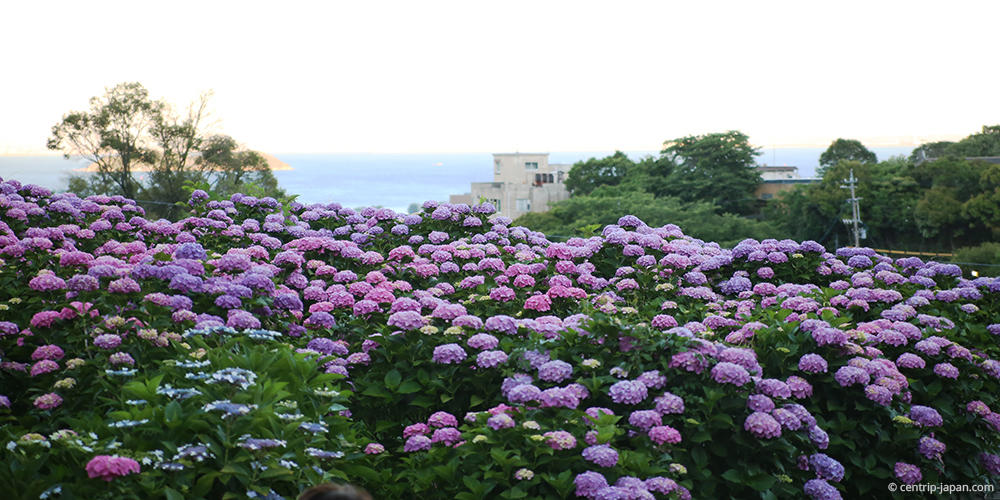 形原溫泉 紫陽花