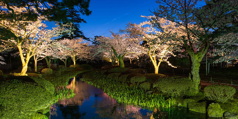 金澤 兼六園 櫻花