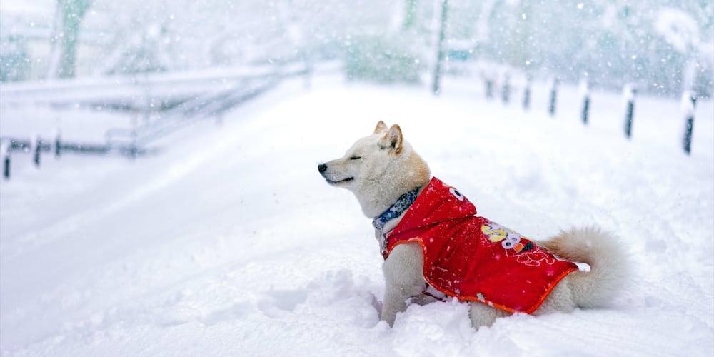 Japanese shiba breed dog