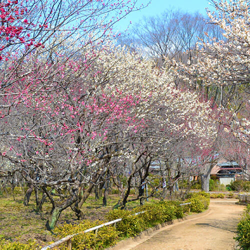 Plum Blossoms ~ The Stars of Spring at Bairin Park in Gifu City  