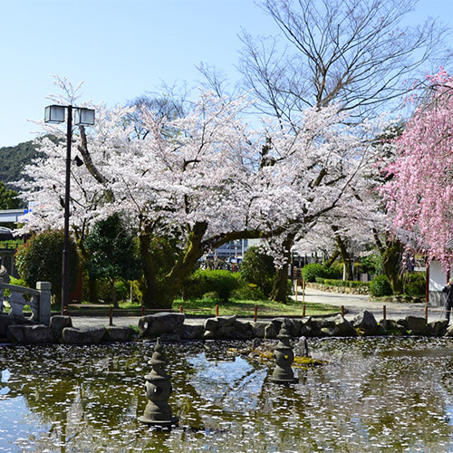 Five Spots to Enjoy Cherry Blossoms in Gifu City
