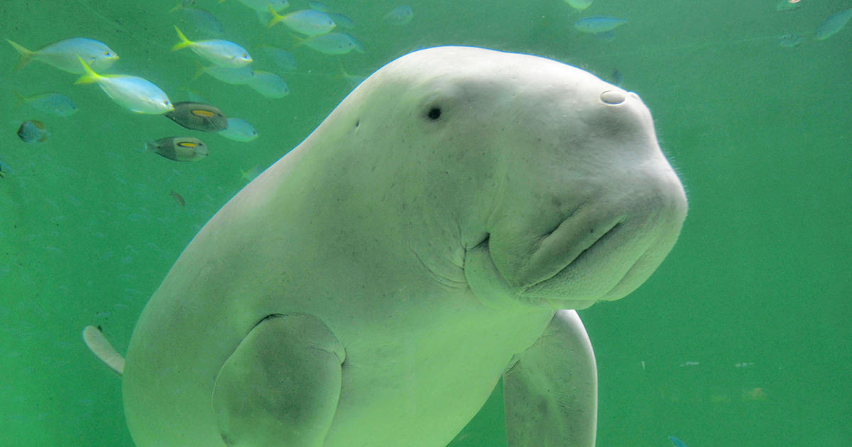 Toba Aquarium | Centrip JAPAN