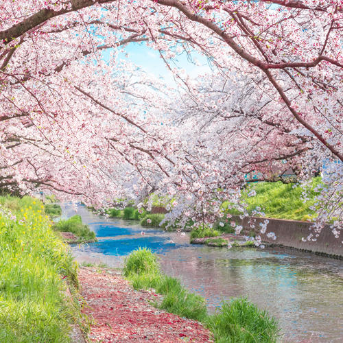 Central Japan's Top 7 Cherry Blossoms Spots in 2022