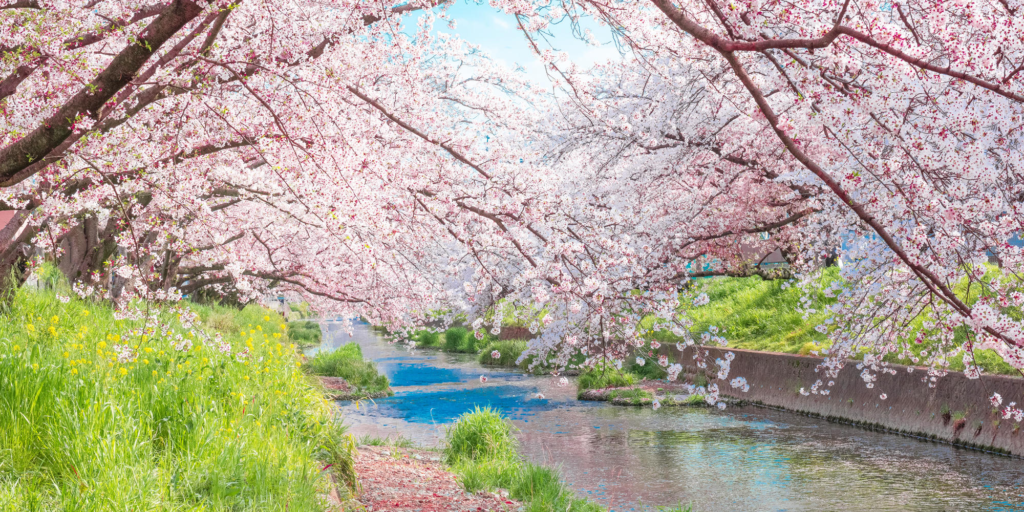 2022日本中部賞櫻，日本人最想推薦你的7大景點